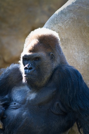 Male Gorilla in captivity at a zoo