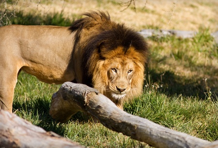 Lion in captivity at a zooの写真素材