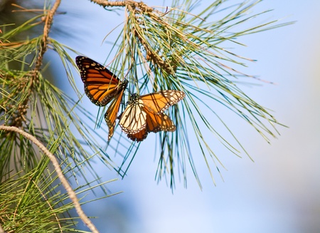 Monarchs butterflies matting during their migration
