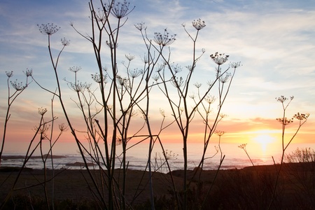 Sunset on the californian coastの写真素材