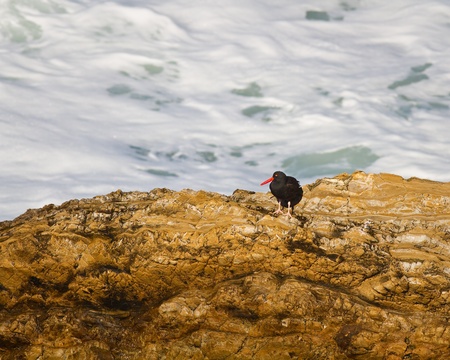 Black Oystercatcher on a rock in the californian coastの写真素材