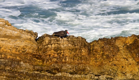 Black Oystercatcher on a rock in the californian coastの写真素材