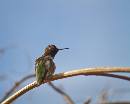 Hummingbird on a branchの写真素材
