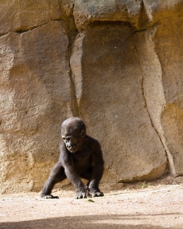 Baby Gorilla playing by himselfの写真素材