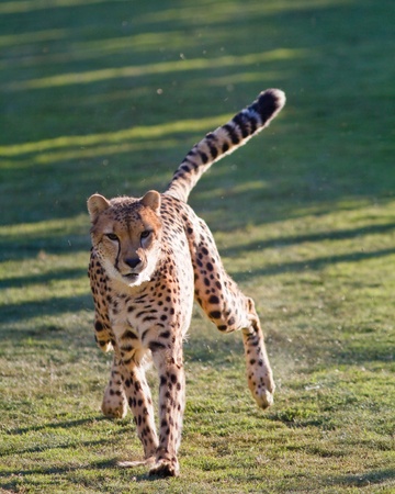 Cheetah in captivity running at fool speedの写真素材