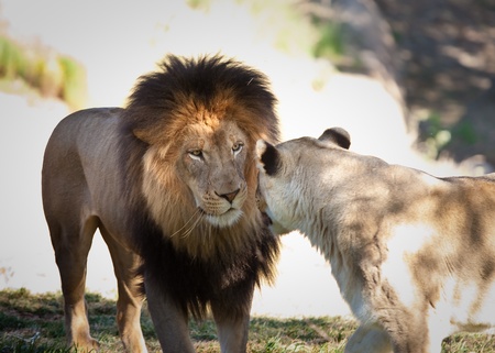 Lion and lioness looking at each otherの写真素材