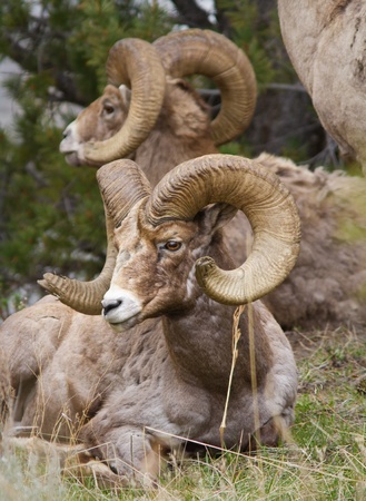 Bighorn sheeps laying down in Yellowstoneの写真素材
