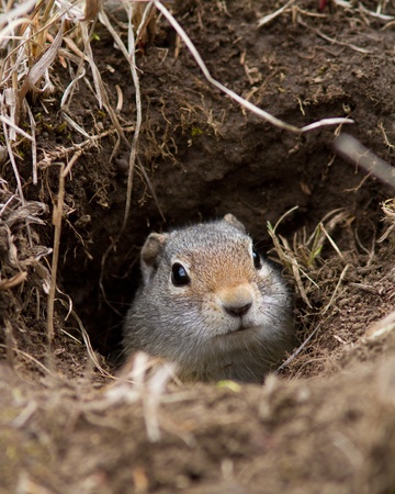 Uinta ground squirrel in his denの写真素材