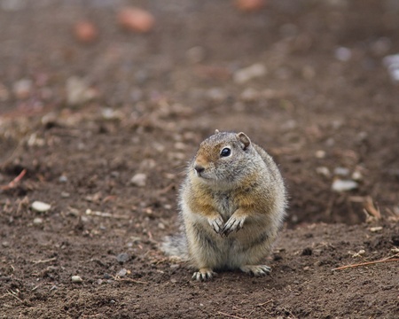 Uinta ground squirrel standing up