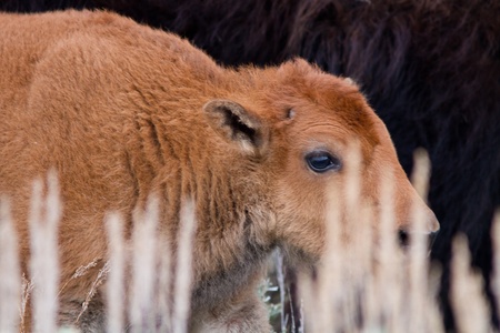 Bison calf  early spring in Yellowstoneの写真素材