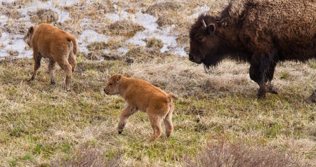 Bison calfs  and mom early spring in Yellowstoneの写真素材