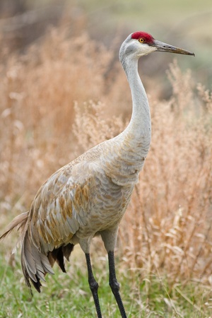 Sandhill crane early spring in Yellowstone national parkの写真素材