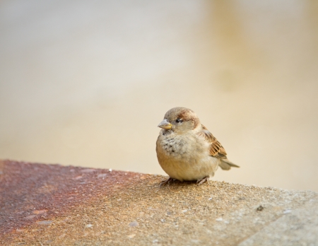 Close up off a small bird during fall