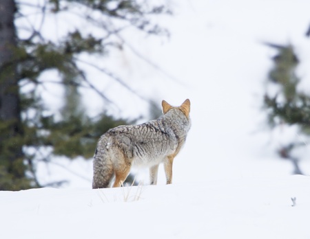 Coyote during winter in Yellowstoneの写真素材