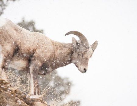 Bighorn sheep during winter in Yellowstoneの写真素材