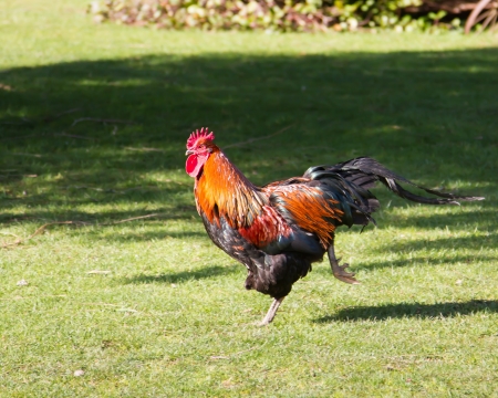 Colorfull rooster in a farm runningの写真素材