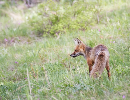 Red Foxの写真素材
