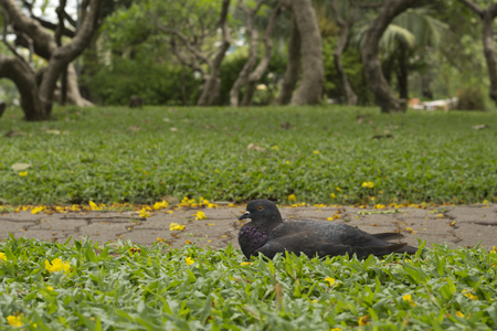 A Dove sitting amidst a park.の写真素材