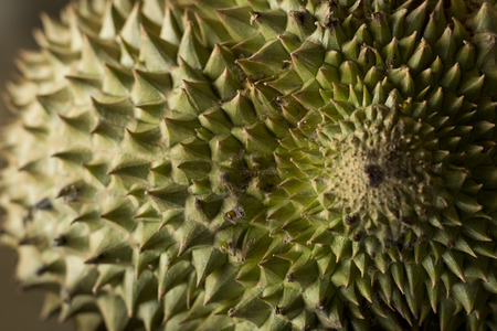 Durian spiny tropical fruit. Green peel.の写真素材