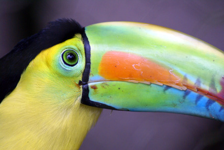 Toucan の写真素材