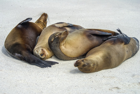 Seals napping on the beachの写真素材