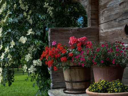 Flowers in wooden vasesの写真素材