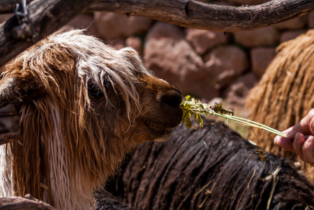 Llama being fedの写真素材