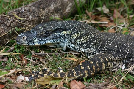 A goanna - large native Australian lizard
