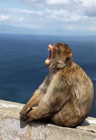 An "Ape of Gibraltar" takes a yawn on the clifftop. The Barbary Macaque are a famous attraction in Gibraltar.の写真素材