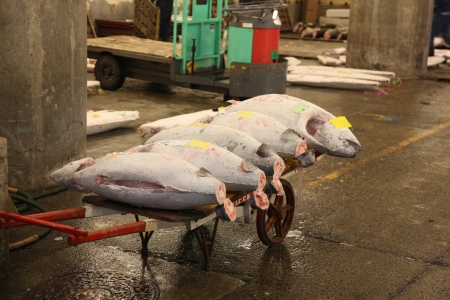 Giant Frozen Tuna for sale in a Tokyo fish market.の写真素材