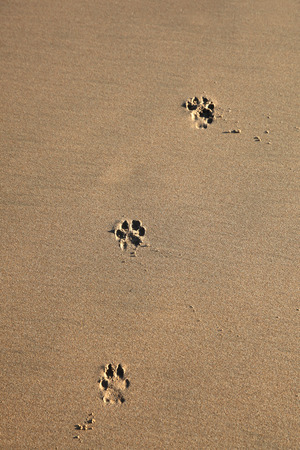 Dog footprints in the sand - の写真素材