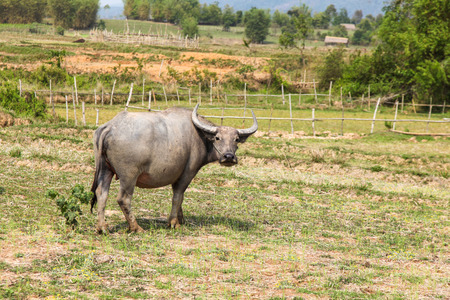 A Buddalo in rural landscape at Xieng Khouang (Plain of Jars) in Laos. Rural scenes such as this are part of everyday life in the South East Asia country.の写真素材