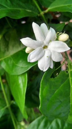 White Flower green leavesの写真素材