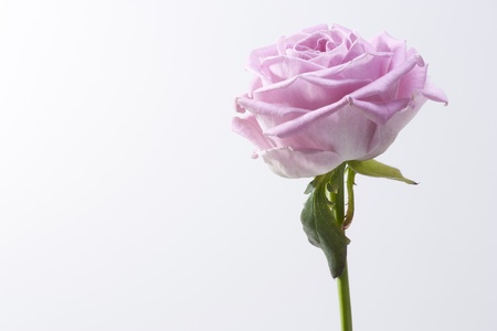 A solitary flowerの写真素材