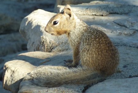Grey Squirellの写真素材