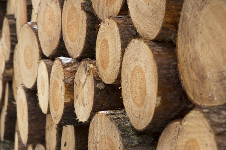 Pile of pinewood timber logs from aside
