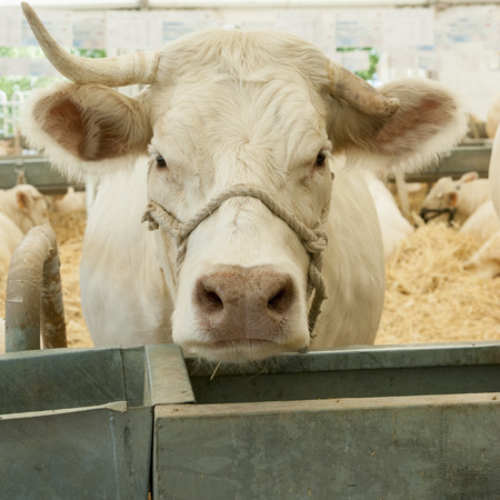 White cow, Livestock Fair Salamanca, Spain, Europeの写真素材