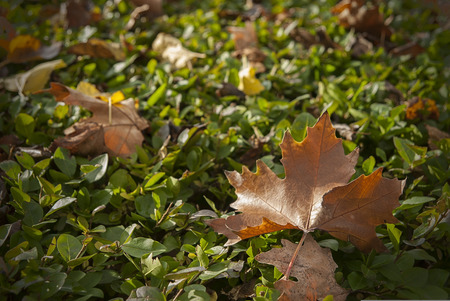 Autumn leaves brown and green.の写真素材
