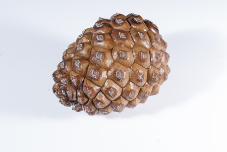 Brown pine cone white isolatedの写真素材