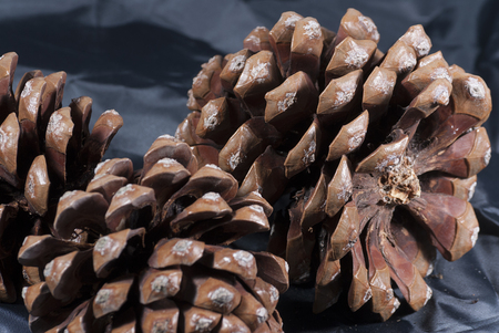 Brown pine cone with black clothの写真素材
