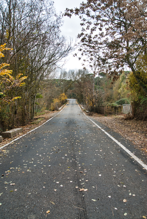 High mountain asphalt road with forests and trees on the sides.の写真素材