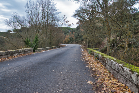 High mountain asphalt road with forests and trees on the sides.の写真素材