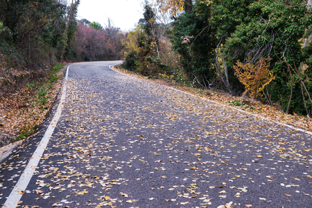 High mountain asphalt road with forests and trees on the sides.の写真素材