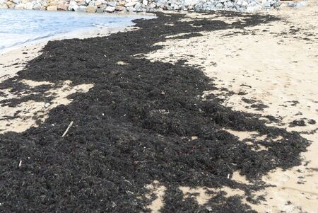 Seaweed on the beach landscapeの写真素材