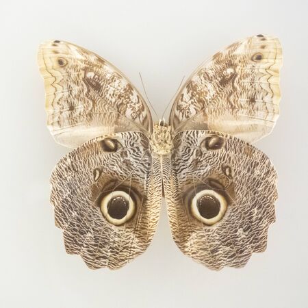 giant butterfly caligo of the jungleの写真素材