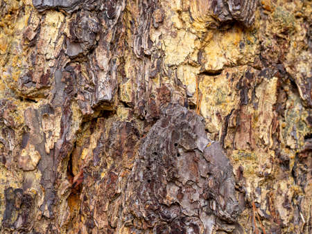 Texture shot of brown tree bark, filling the frameの写真素材