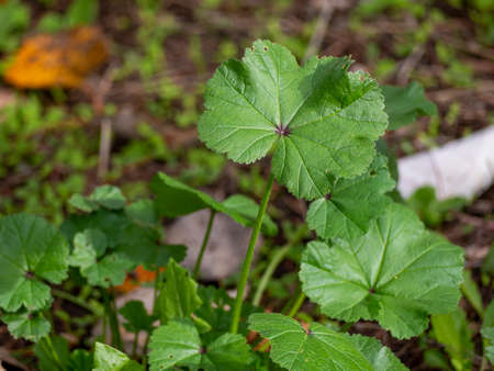 green plant in autumn european urban city park