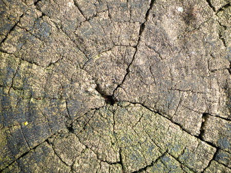 Wood texture cut tree trunk background