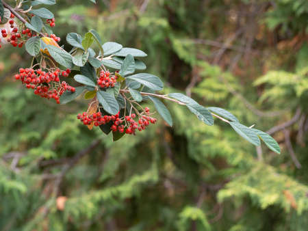 Green shrub pittosporum tobira leaves useful as a background or texture