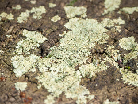A lot of dark green moss and light green lichen on a brown bark of a tree textureの写真素材